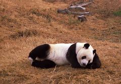 Pandabär im Pekinger Zoo