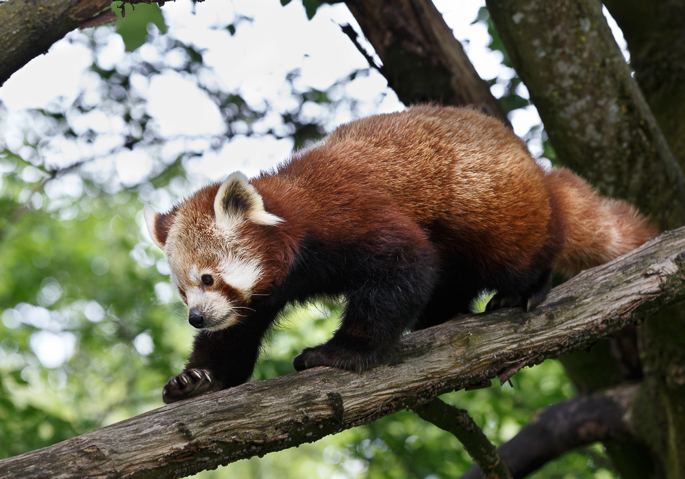 Pandabär im Tierpark Hellabrunn