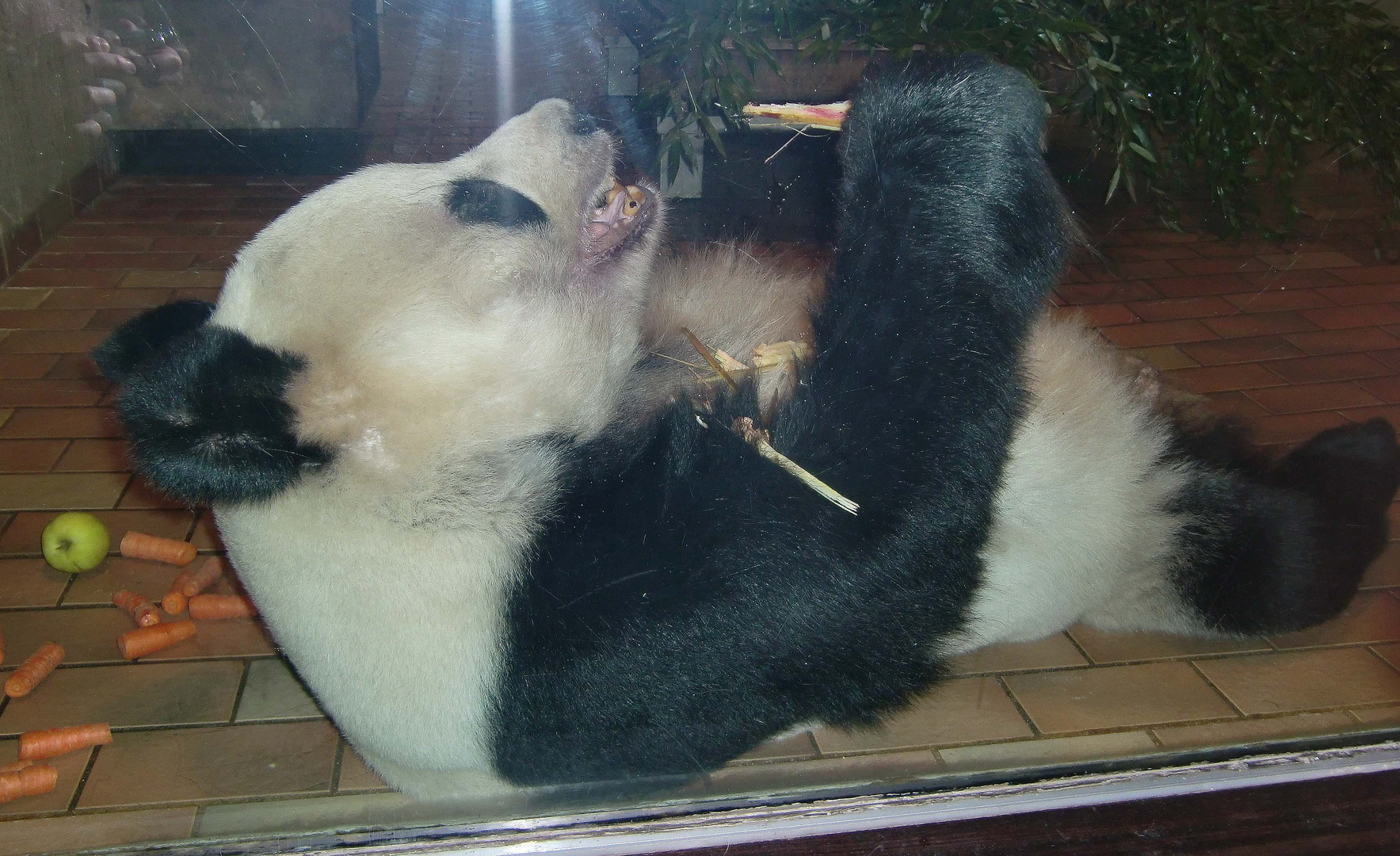 Pandabär im Zoo