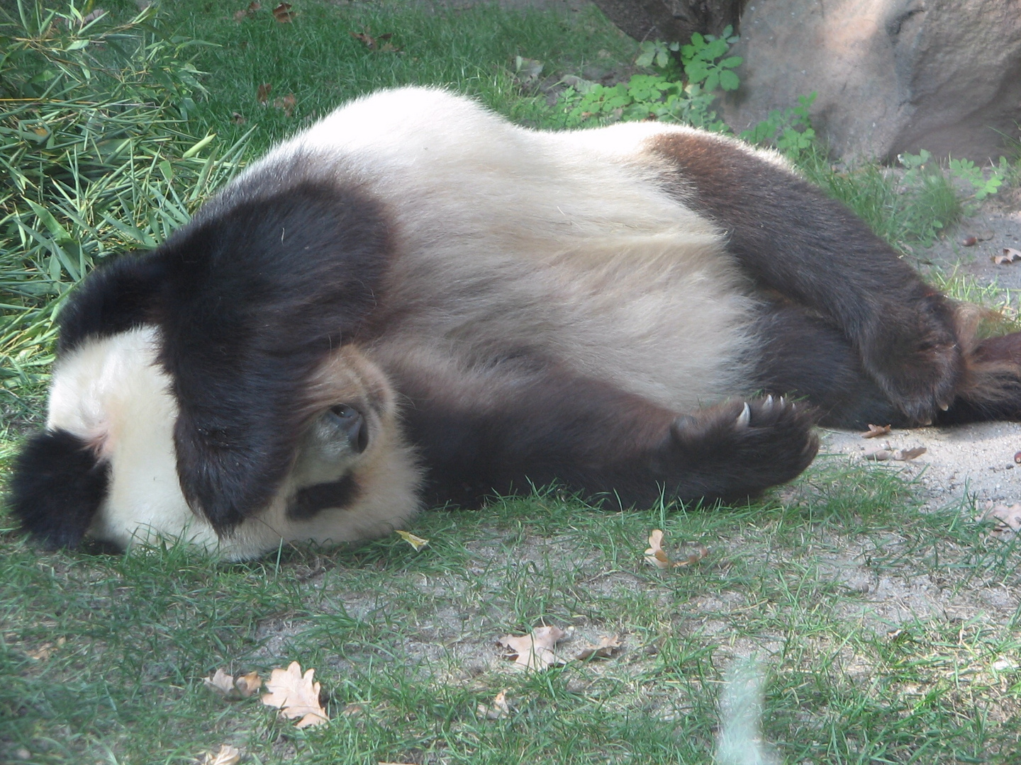 Pandabär in Berlin