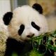 Pandabrbaby "Fu Long"