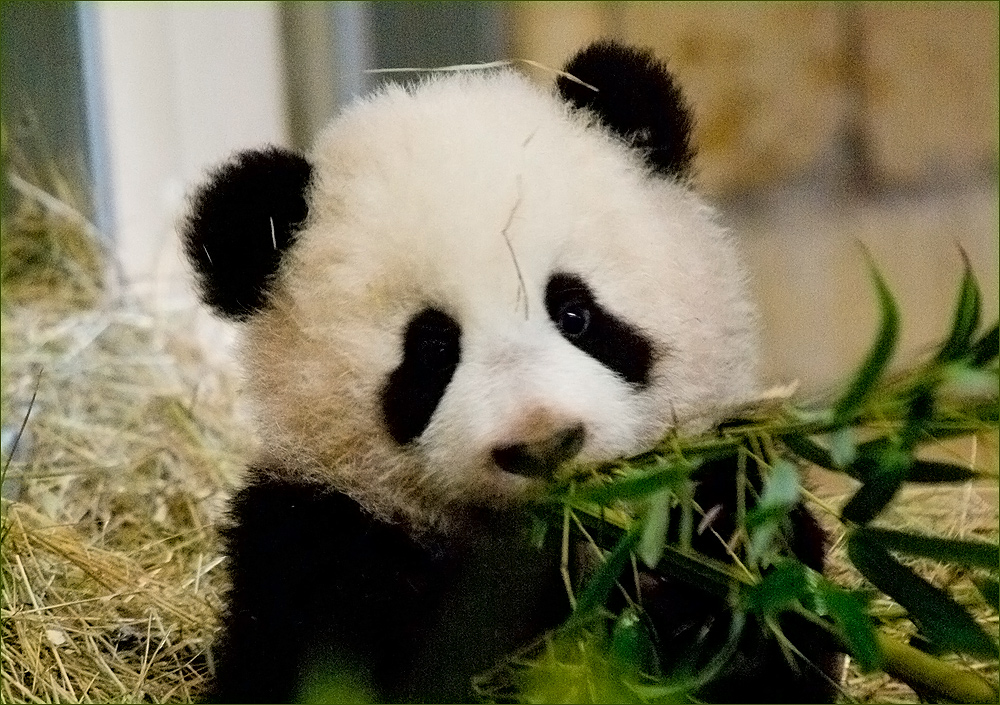 Pandabärbaby "Fu Long" Foto & Bild | tiere, tierkinder, natur Bilder