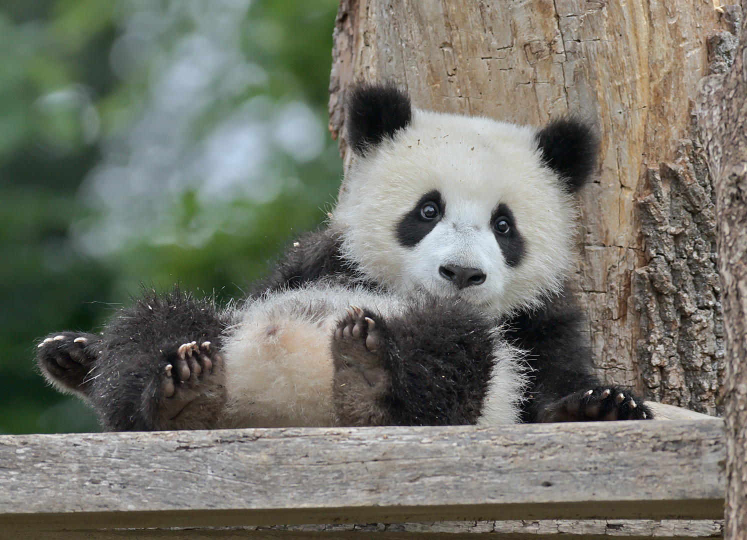 Pandabärchen