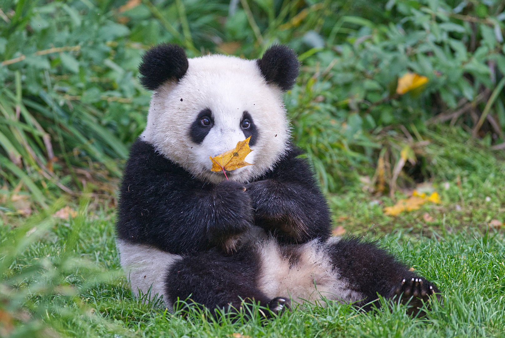 Pandabärchen mit Herbstlaub