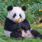 Pandabärchen mit Herbstlaub