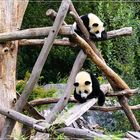 " Pandabären "