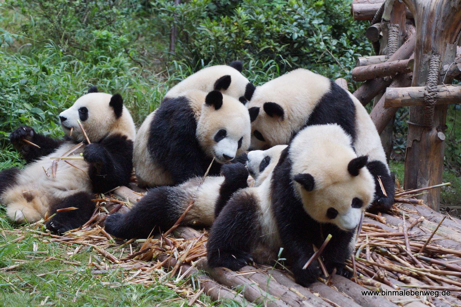 Pandabären in Chengdu