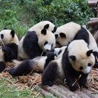 Pandabären in Chengdu