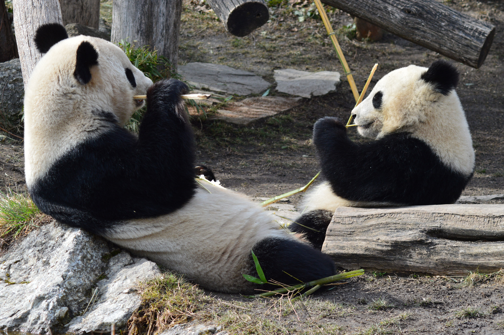 Pandabären in Schönbrunn 