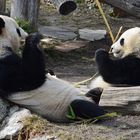 Pandabären in Schönbrunn 