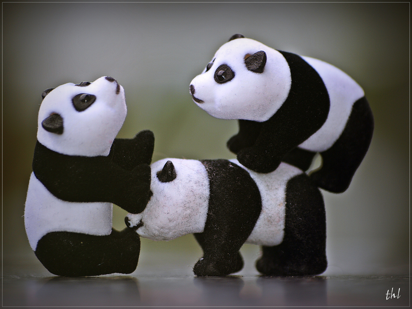 Pandabaren Vom Aussterben Bedroht Foto Bild Emotionen Liebe Tiere Bilder Auf Fotocommunity