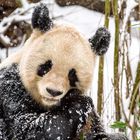Pandafrühstück im Schnee