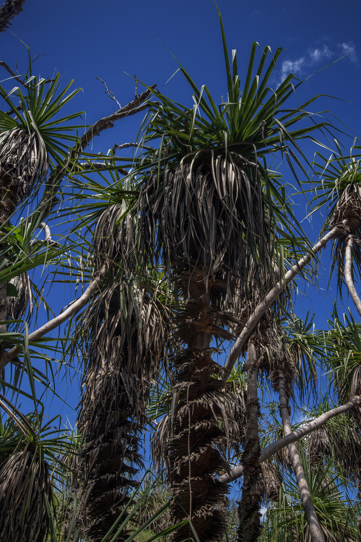 Pandanus spiralis