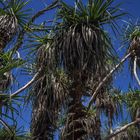 Pandanus spiralis