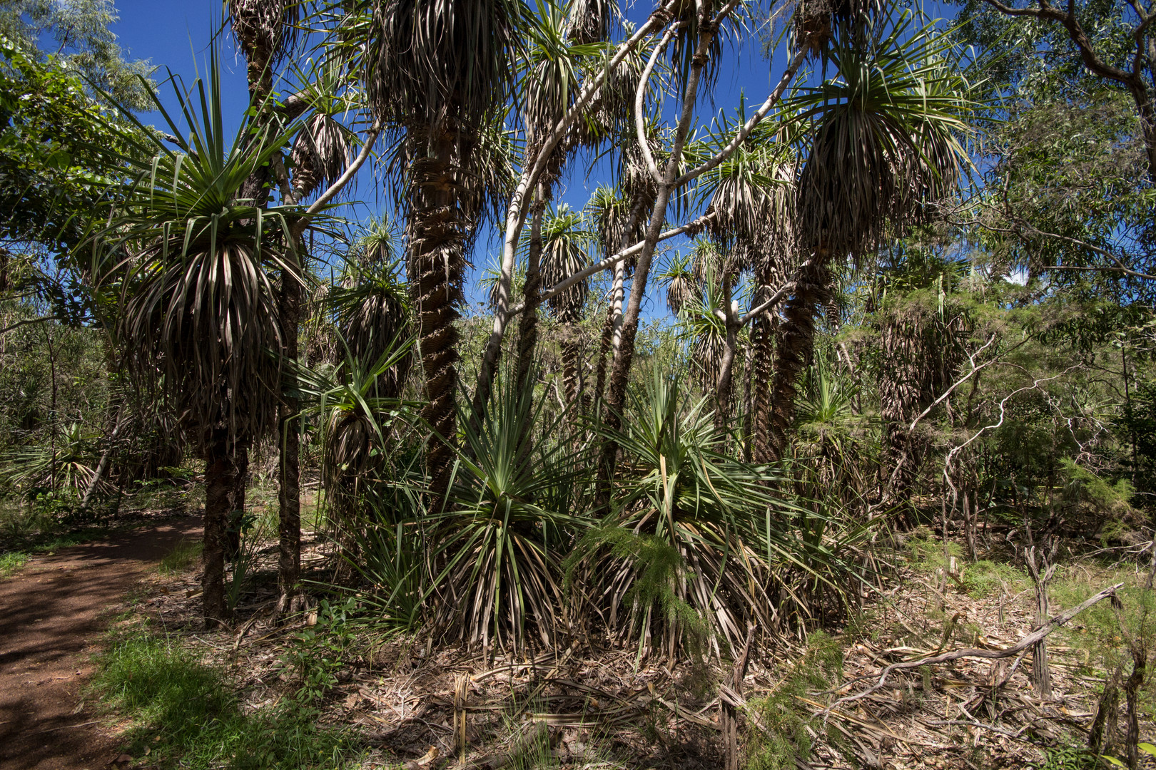 Pandanus spiralis