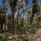 Pandanus spiralis