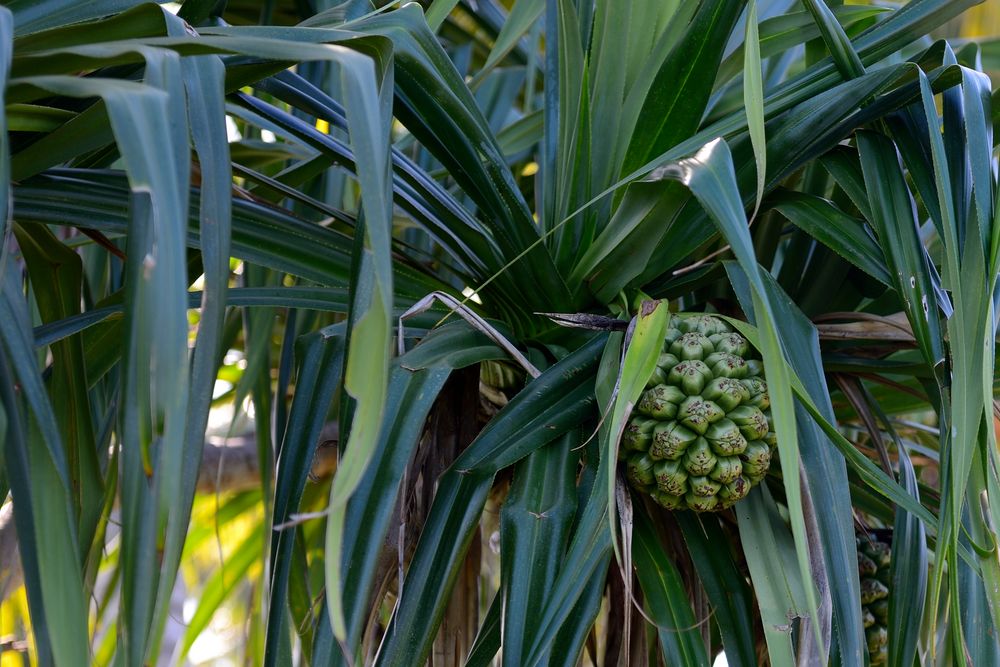 Pandanus tectorius