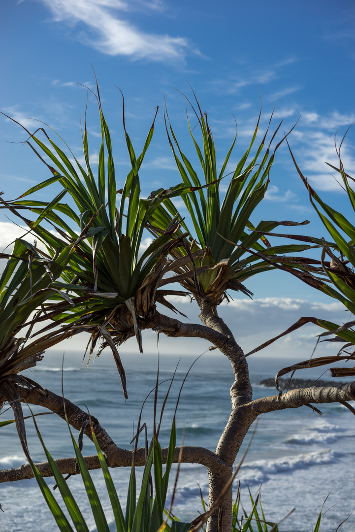 Pandanus tectorius