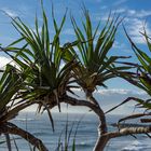 Pandanus tectorius