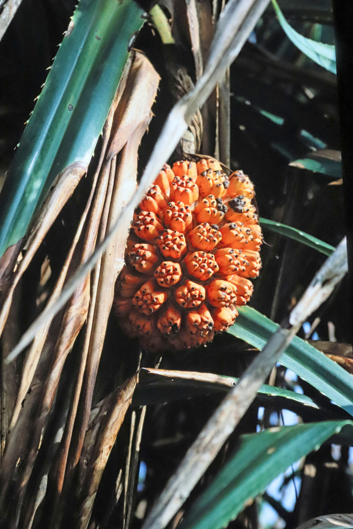 Pandanus_1