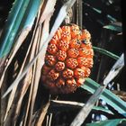 Pandanus_1