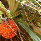 Pandanus_2