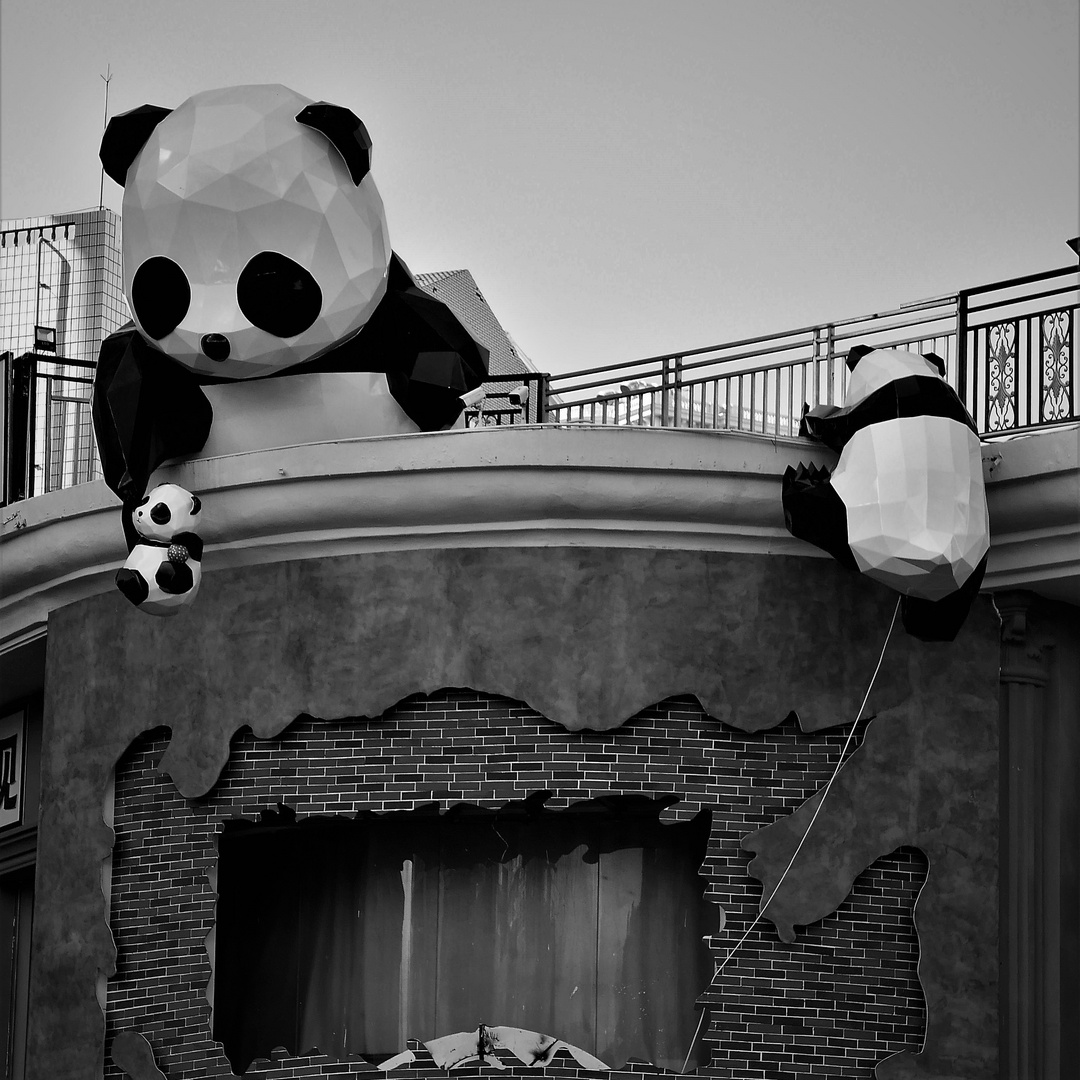 Pandas  are B/W