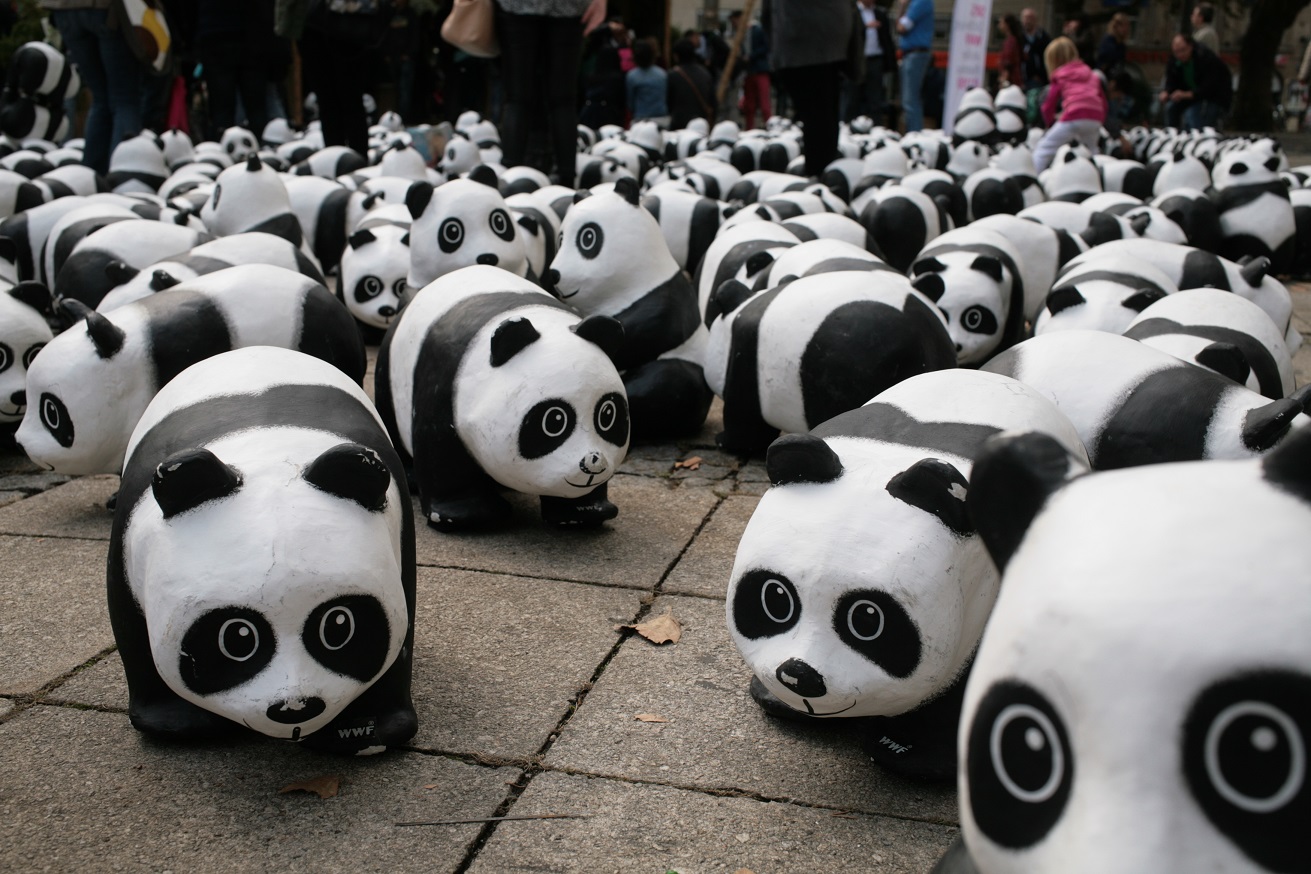 Pandas auf Tour