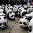 Pandas auf Tour