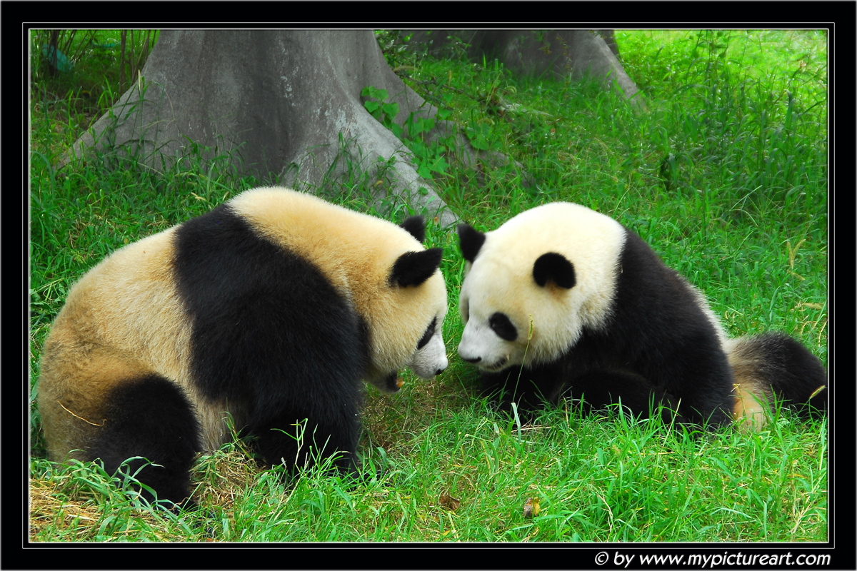Pandas in Chengdu