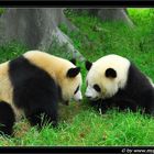 Pandas in Chengdu