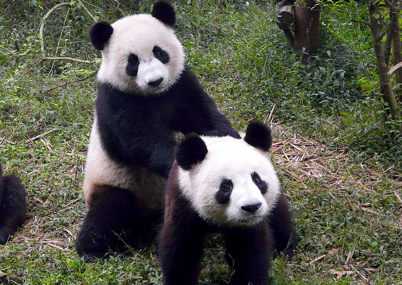 Pandas in Chengdu