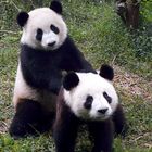 Pandas in Chengdu