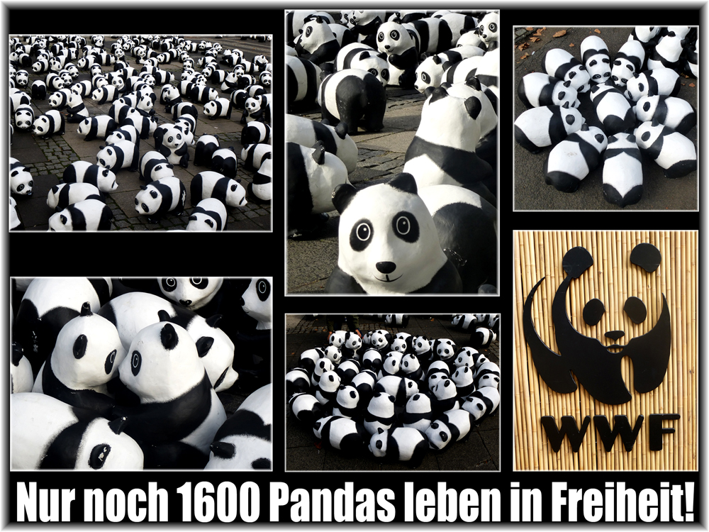 Pandas on Tour