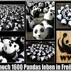 Pandas on Tour