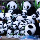 Pandaversammlung