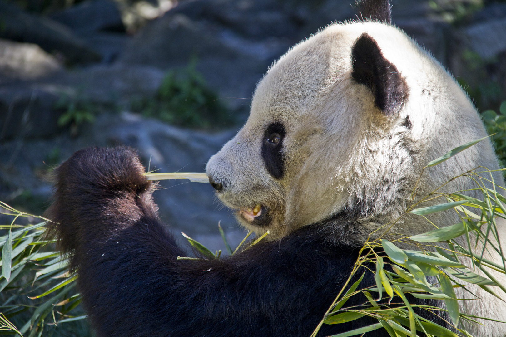 Pandi, panda...