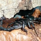 Pandinus Imperator - Kaiserskorpion im Terrarium