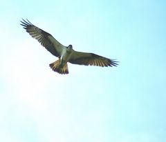 Pandion haliaetus