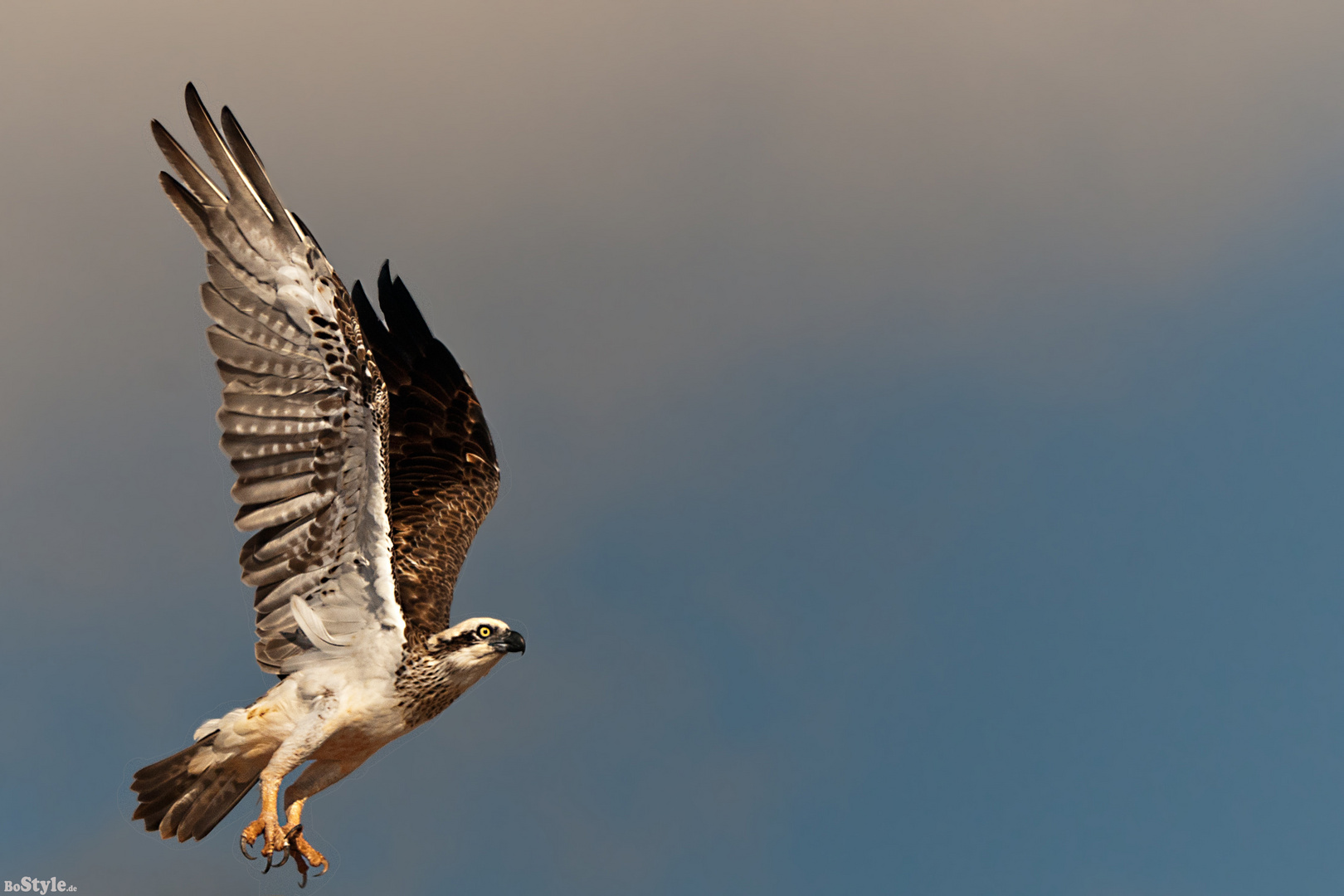 Pandion haliaetus