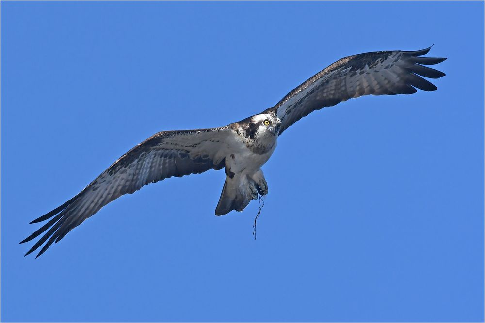 Pandion haliaetus