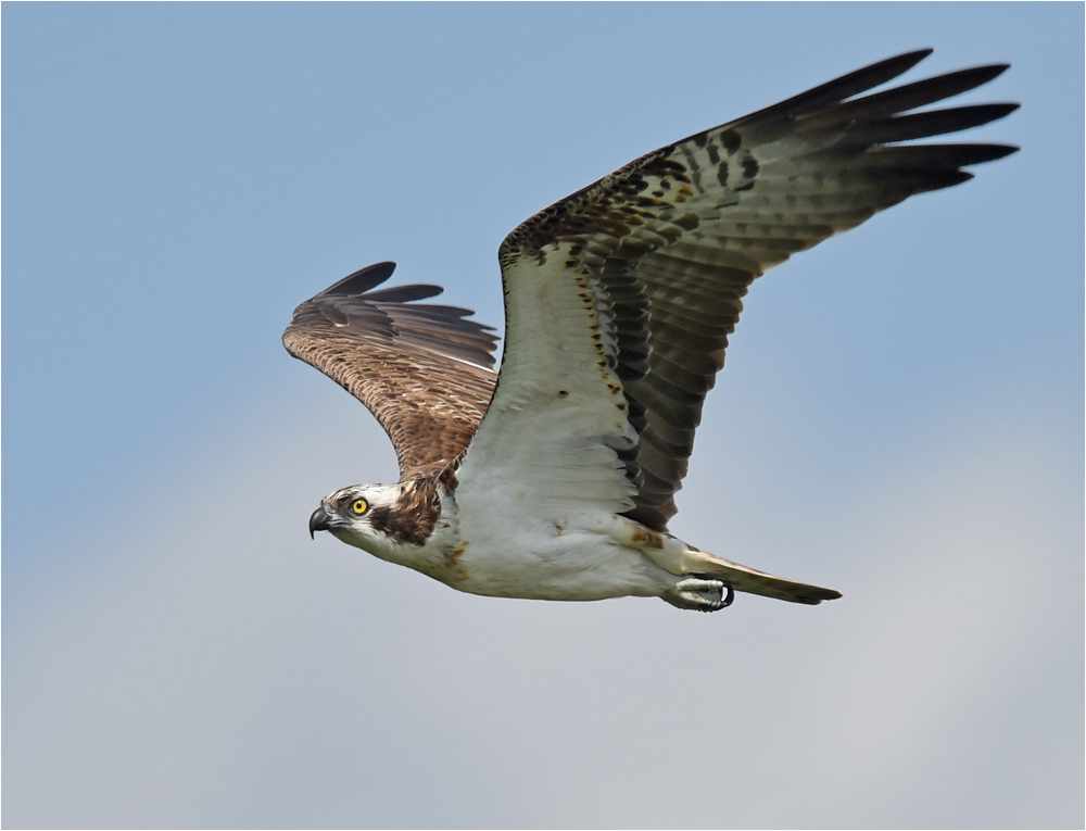 Pandion haliaetus