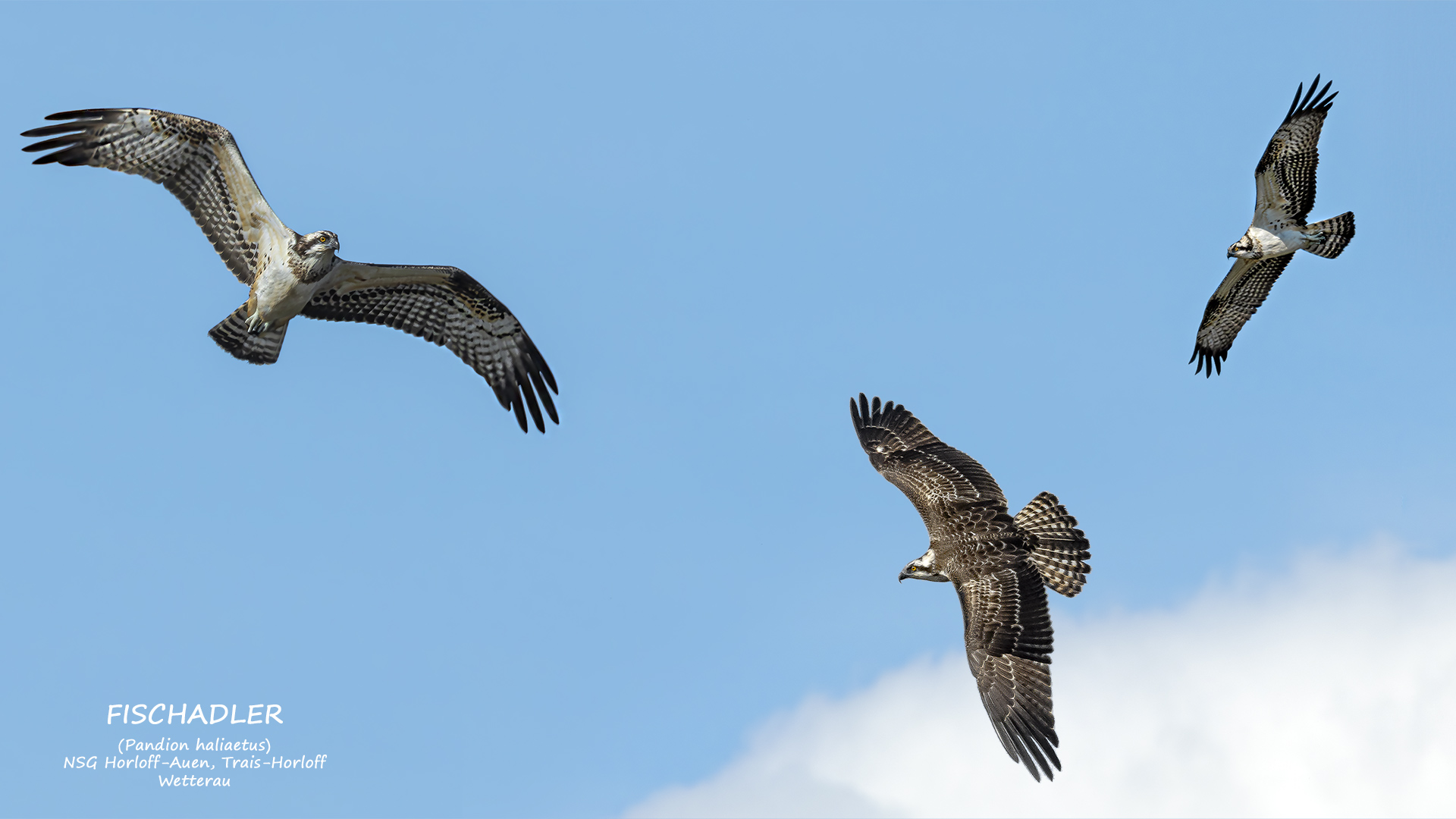 PANDION HALIAETUS