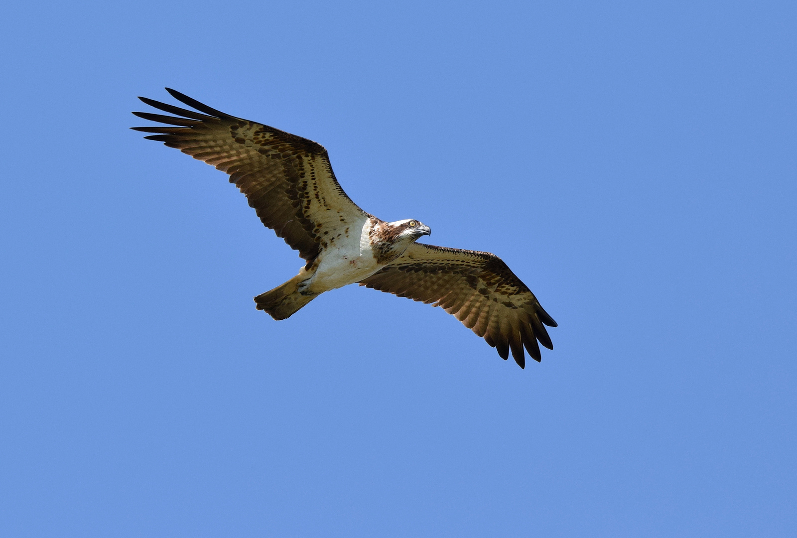 Pandion haliaetus