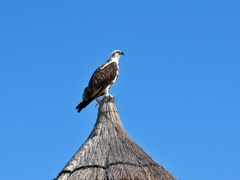 Pandion haliaetus carolinensis