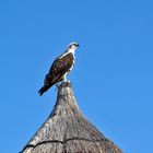 Pandion haliaetus carolinensis