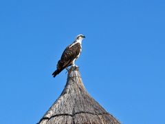 Pandion haliaetus carolinensis