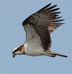 Pandion haliaetus