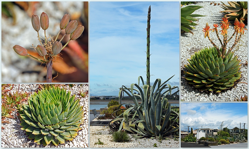 ..Pandora Cactus Garden..