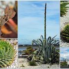 ..Pandora Cactus Garden..